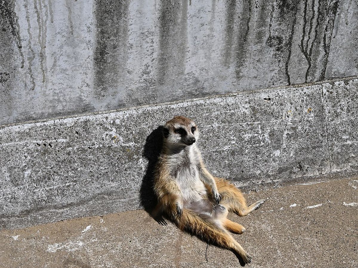 千葉市動物公園の写真