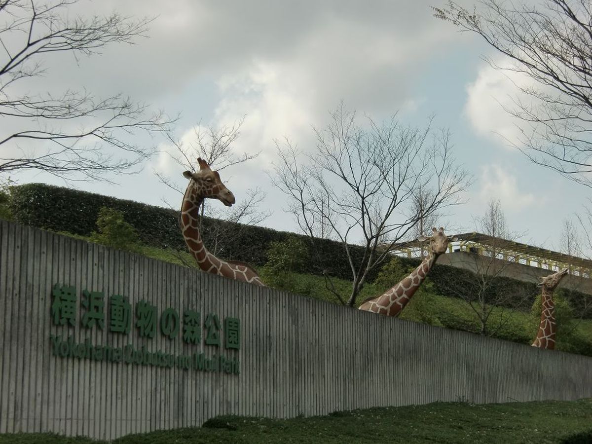 よこはま動物園ズーラシアの写真